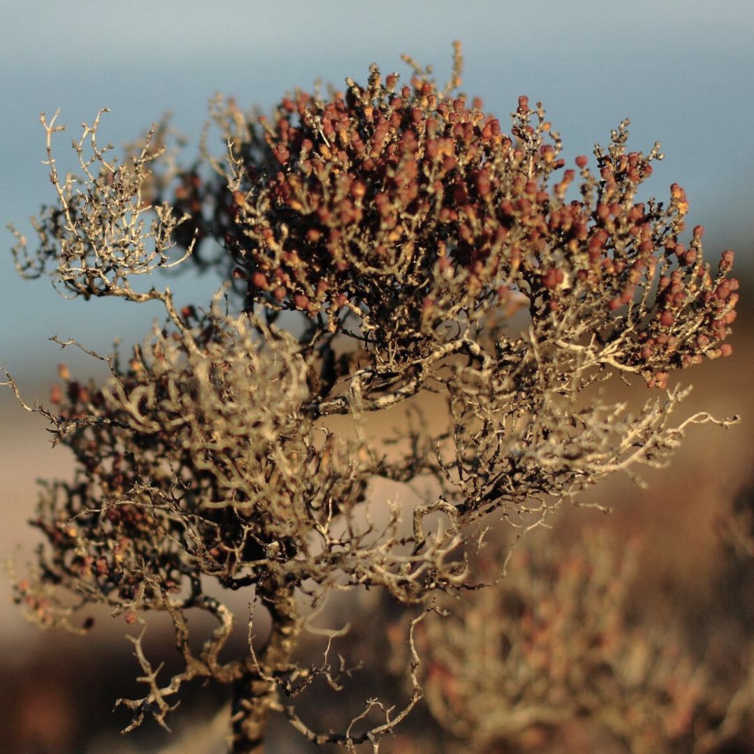 KØBEN Aromatic Saltbush Candle - Works Products